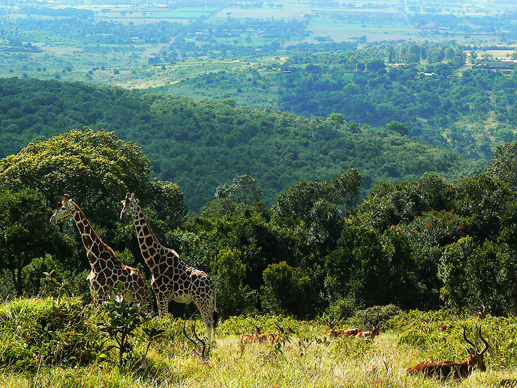 El entorno más verde y húmedo que en Samburu.