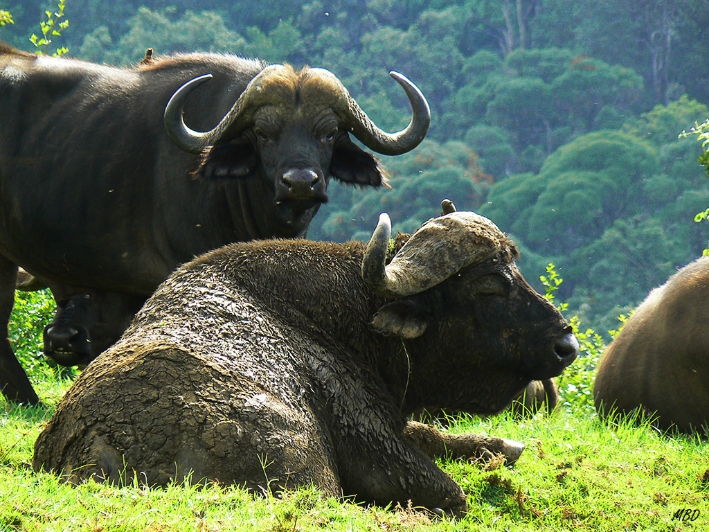 Impresiona ver la fortaleza de estos "maduros".
