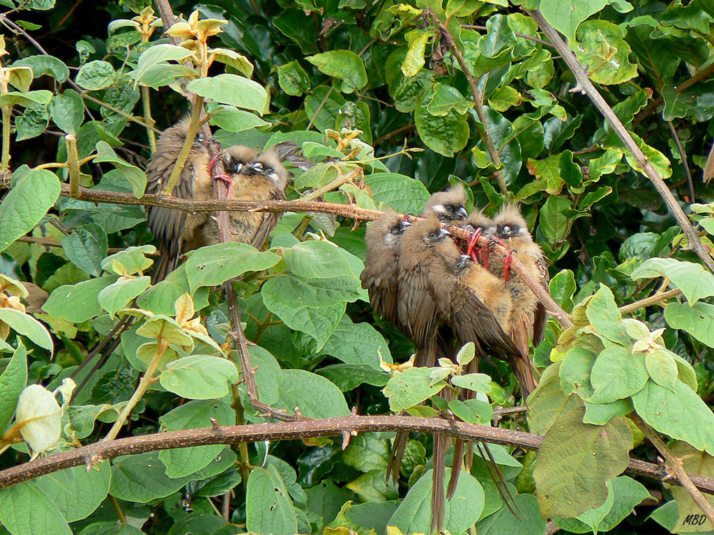 Gregarios, toman posiciones para pasar la noche.