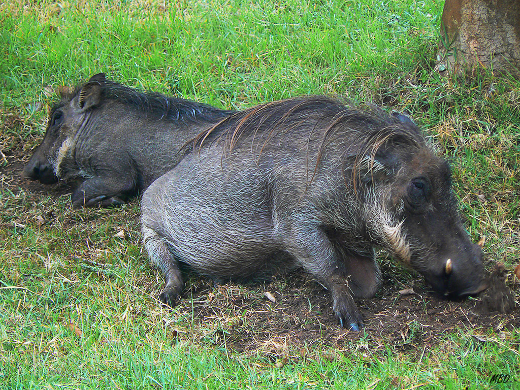 Corpulentos estos jabalíes africanos.