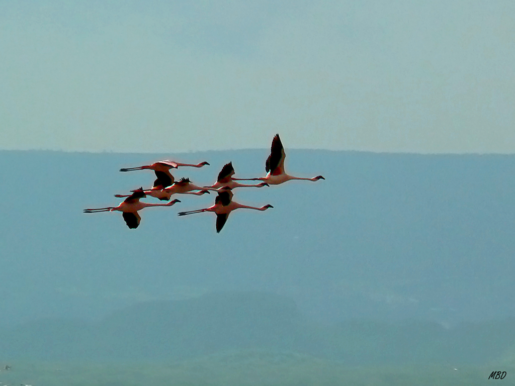 Pequeño grupo en vuelo.