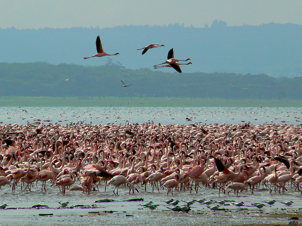A millares. Anidan aquí.