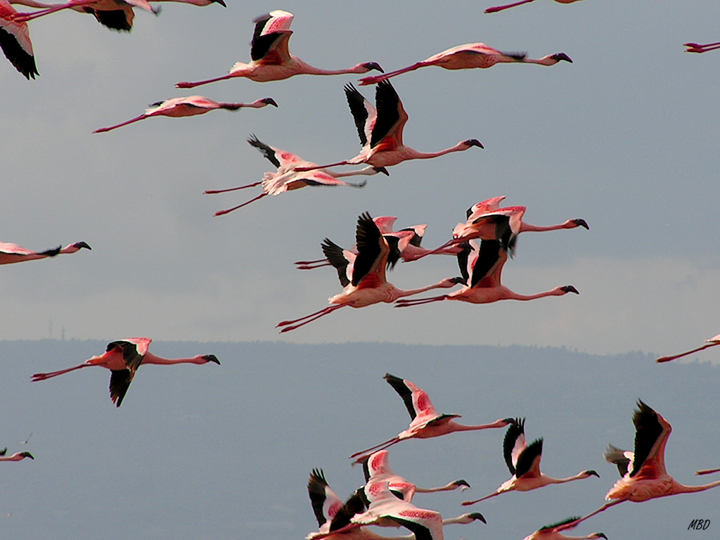 Cuando se elevan, lo cubren todo.