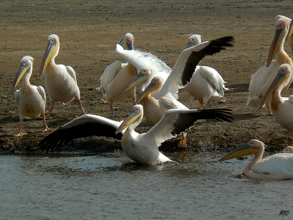 Grandes grupos se desplazan por el lago.