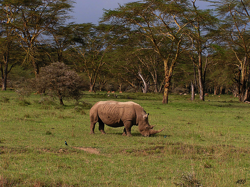 El primero que se ve impresiona.