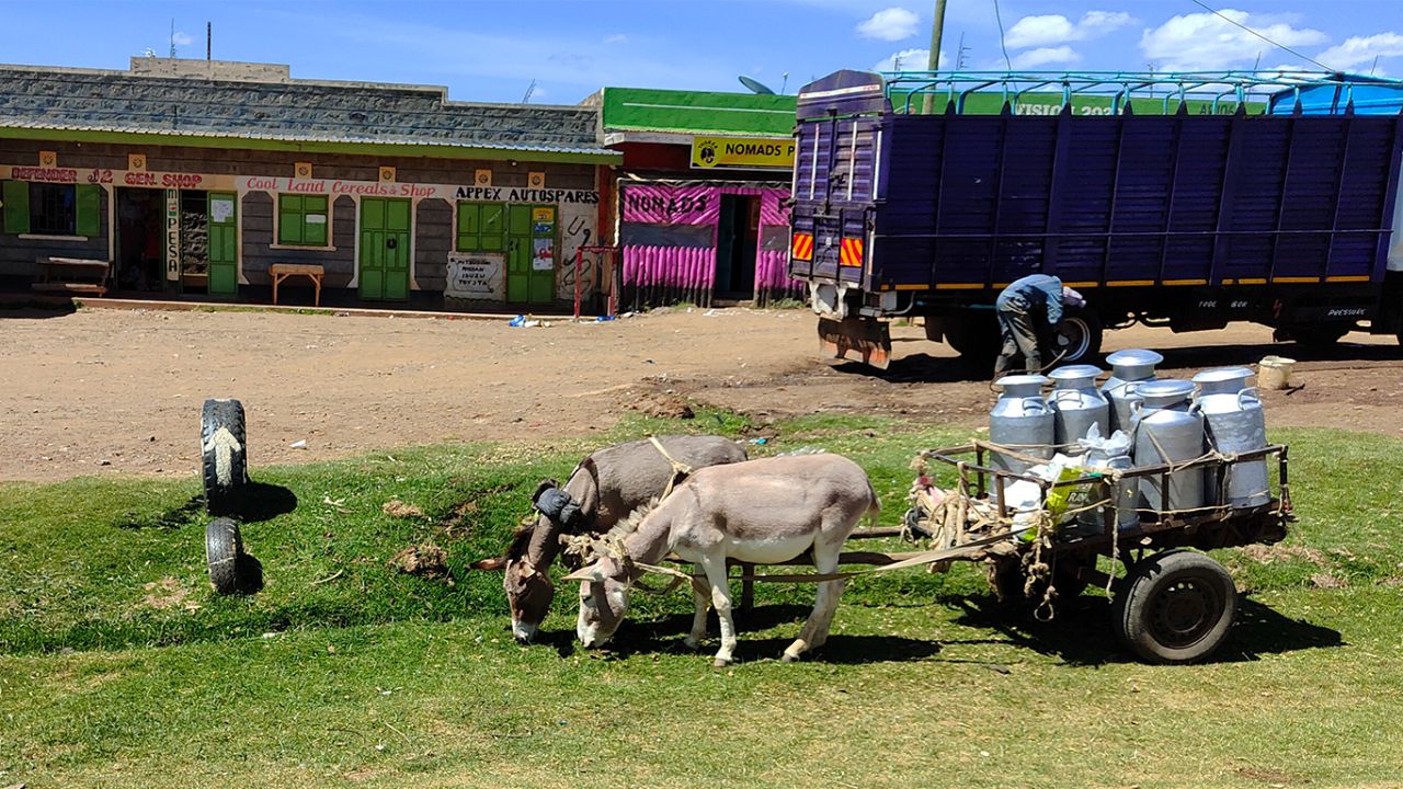 Burros como animales de carga y transporte
