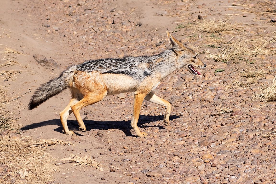 Los chacales, siempre oportunistas