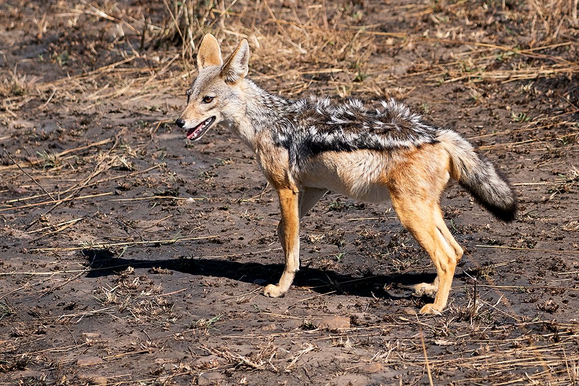 Chacal de lomo negro