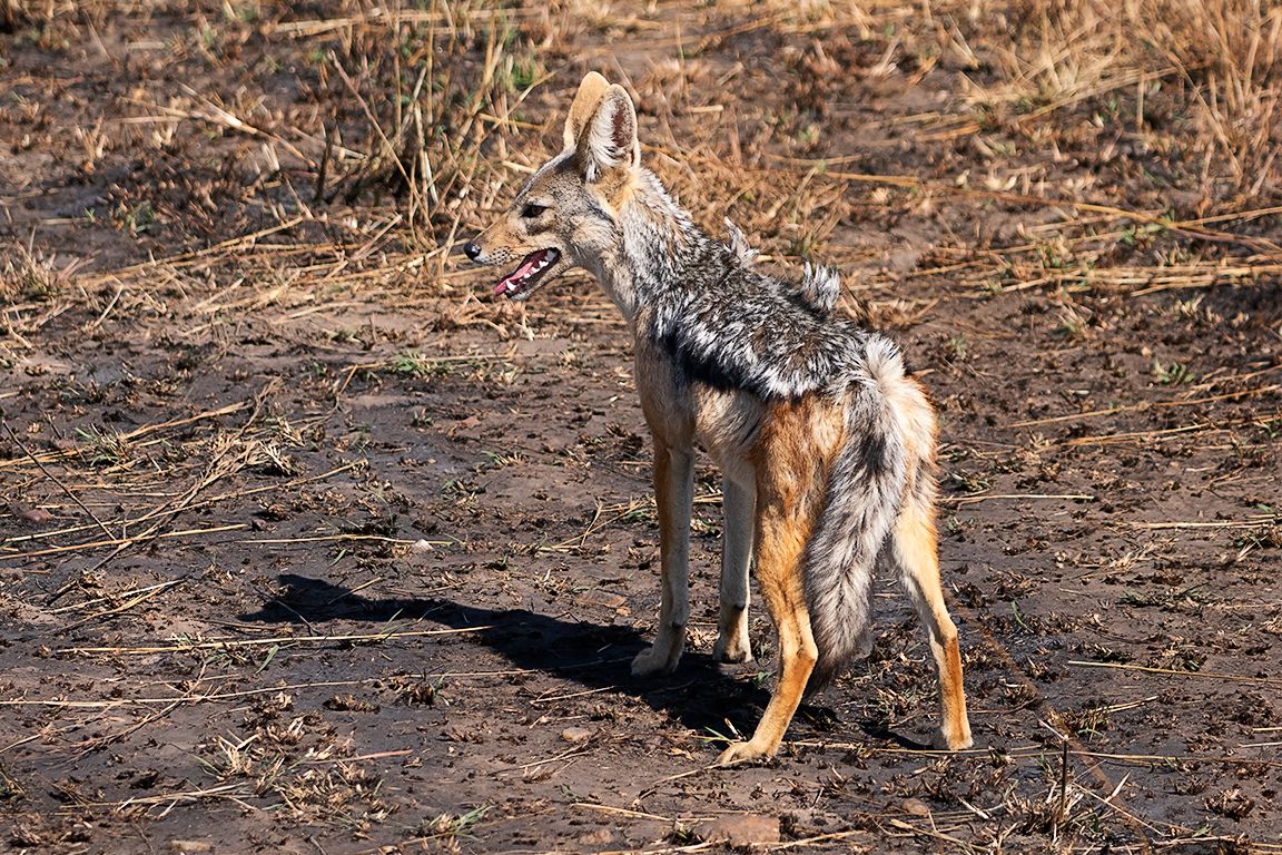 Chacal de lomo negro