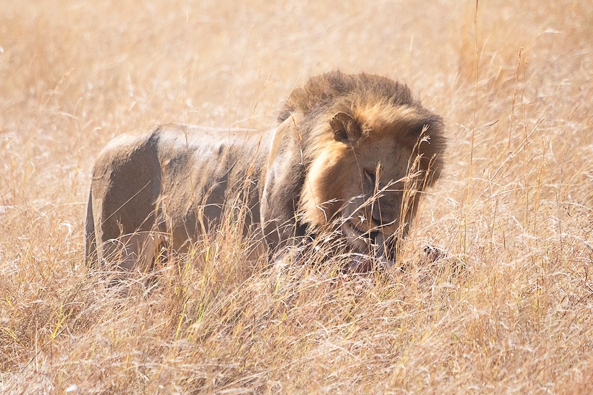 Atención, no molestar al rey