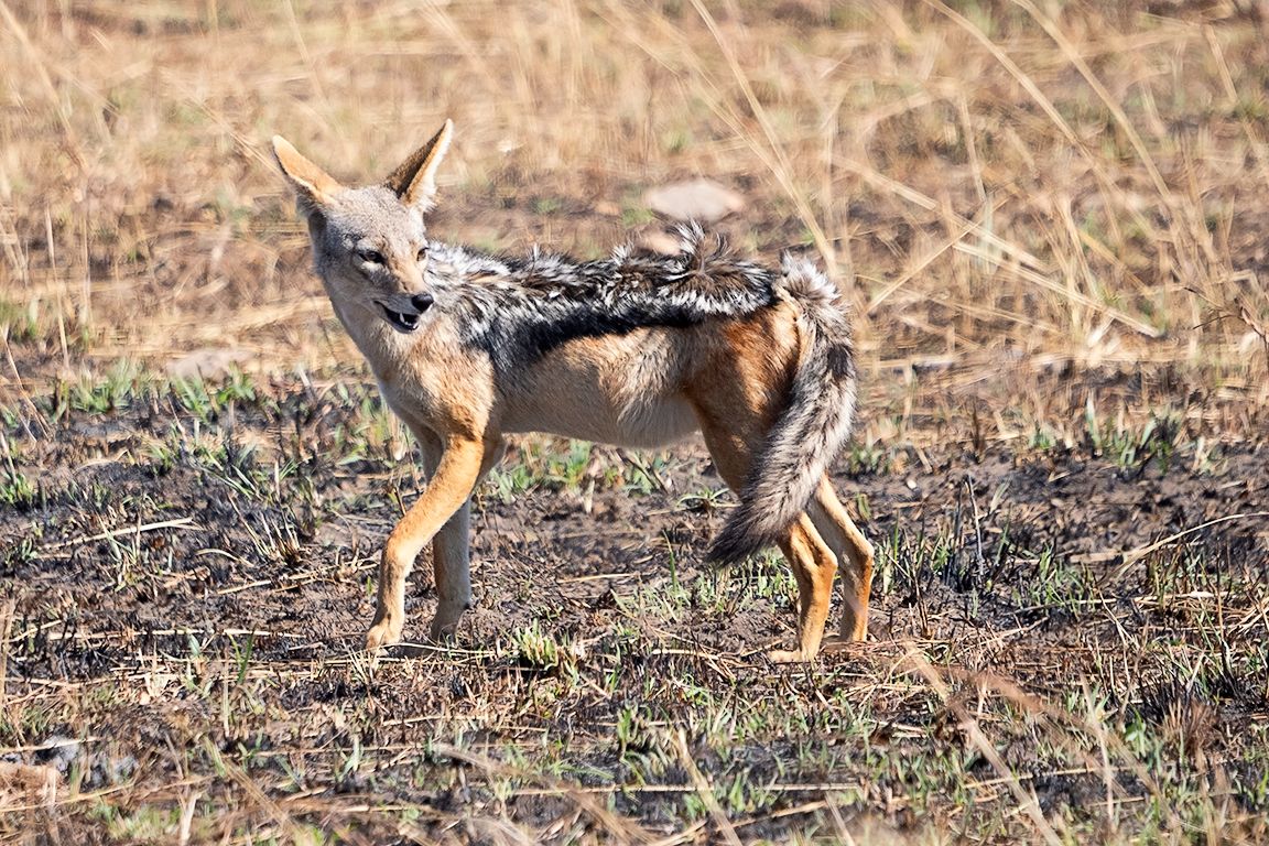 Chacal de lomo negro