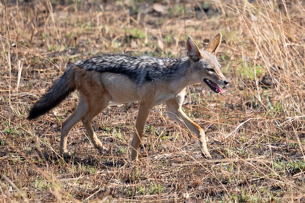 Chacal de lomo negro
