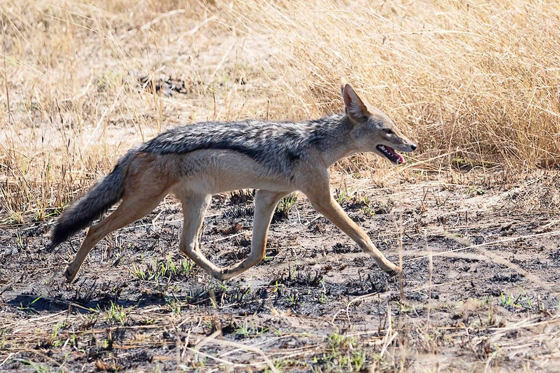 Chacal de lomo negro