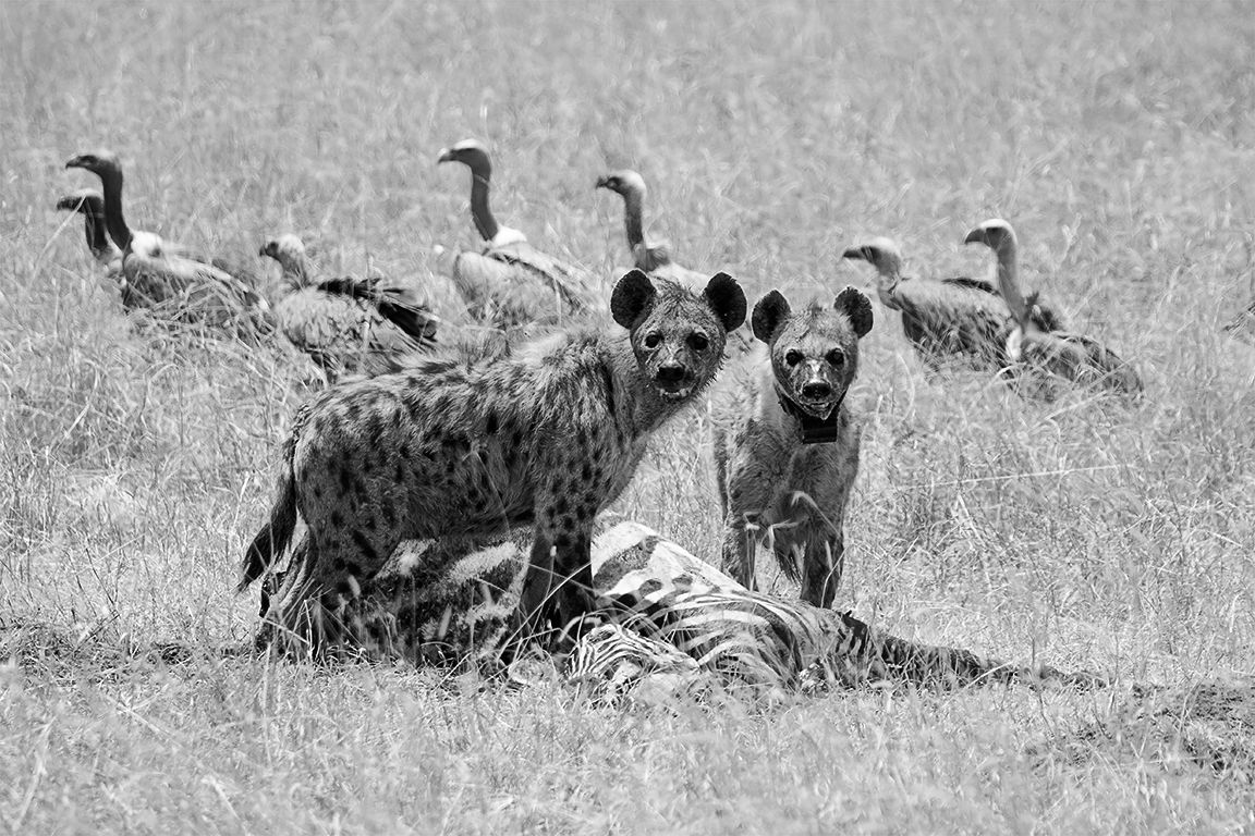 Hiena manchada