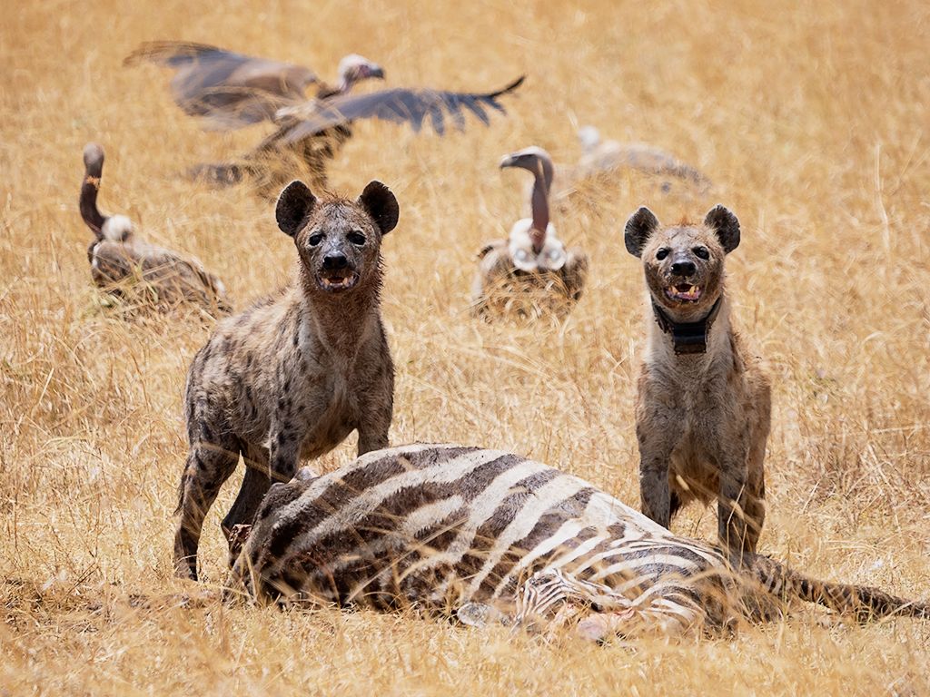Hiena manchada