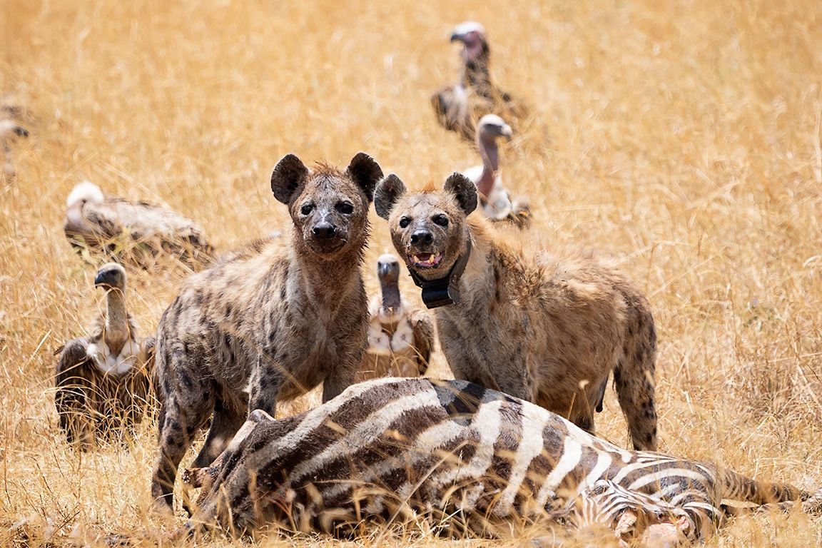 Hiena manchada