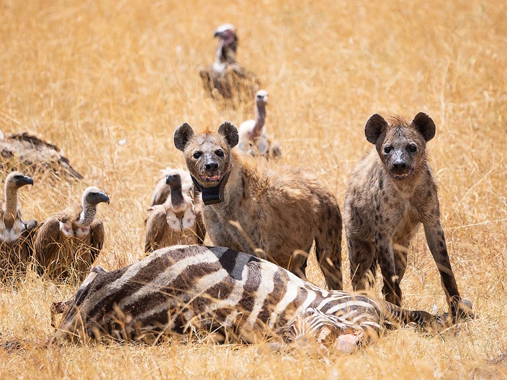 Hiena manchada