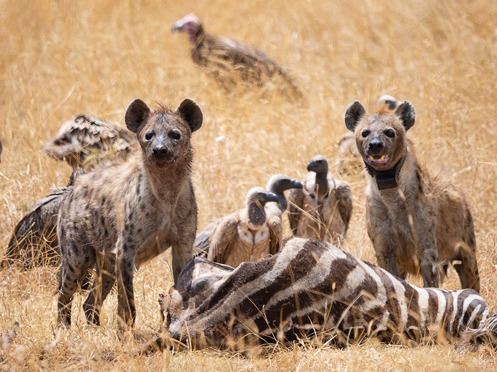 Hiena manchada
