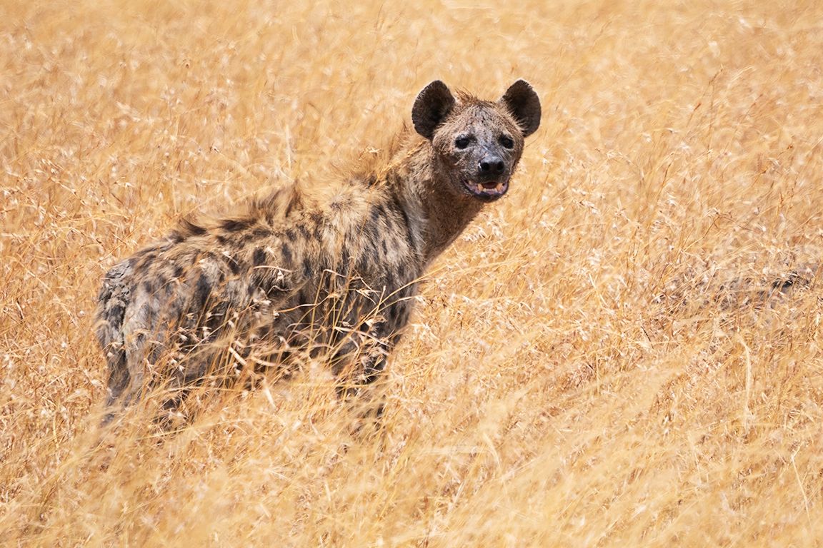 Hiena manchada