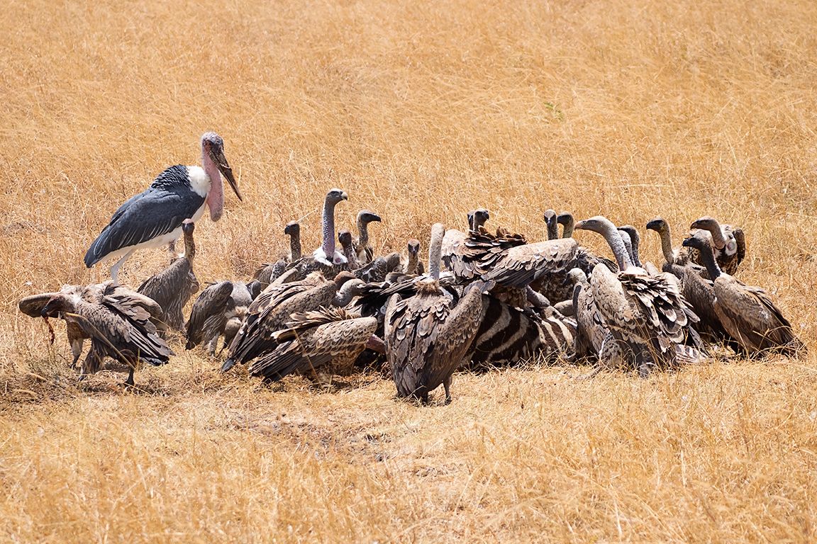 Tiempo de los buitres