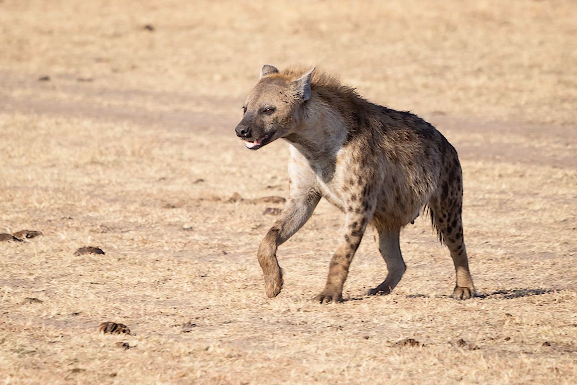 Hiena manchada