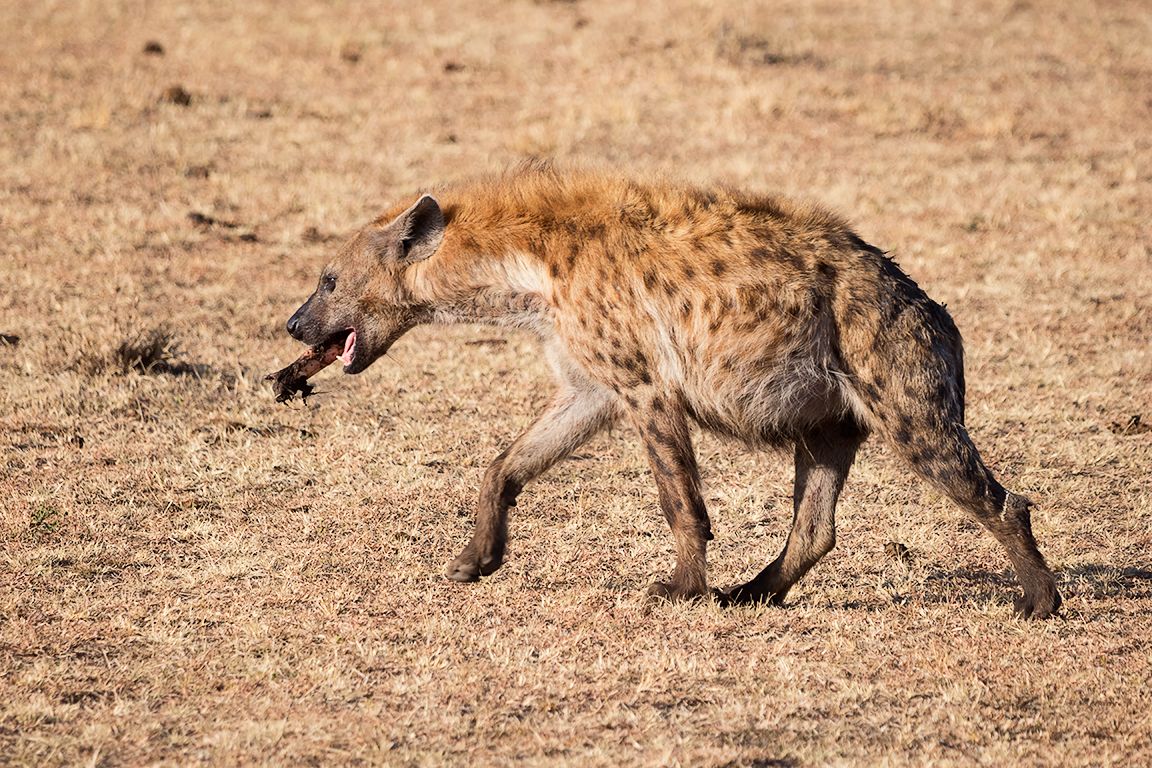 Hiena manchada