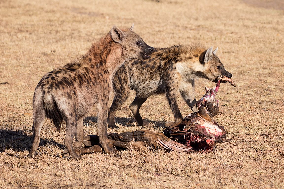 Hiena manchada