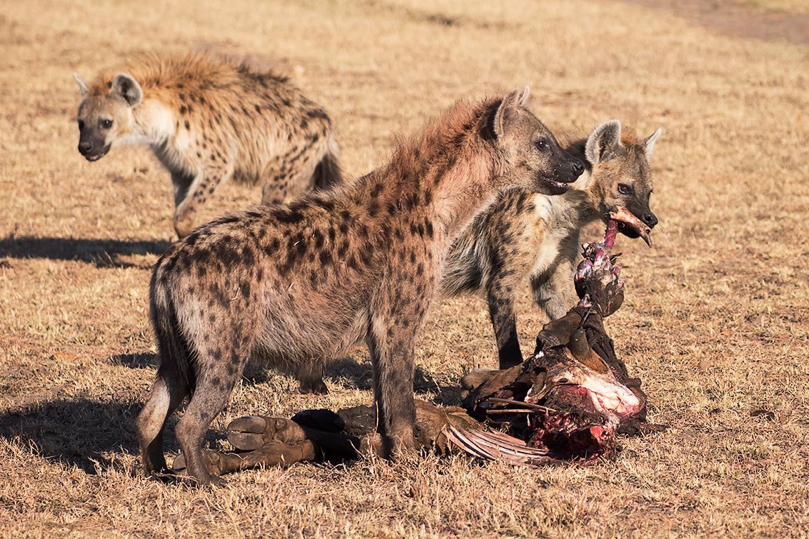 Hiena manchada
