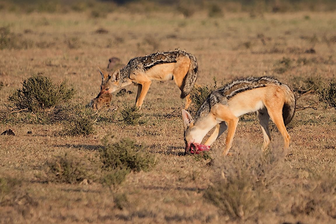 Chacales de lomo negro