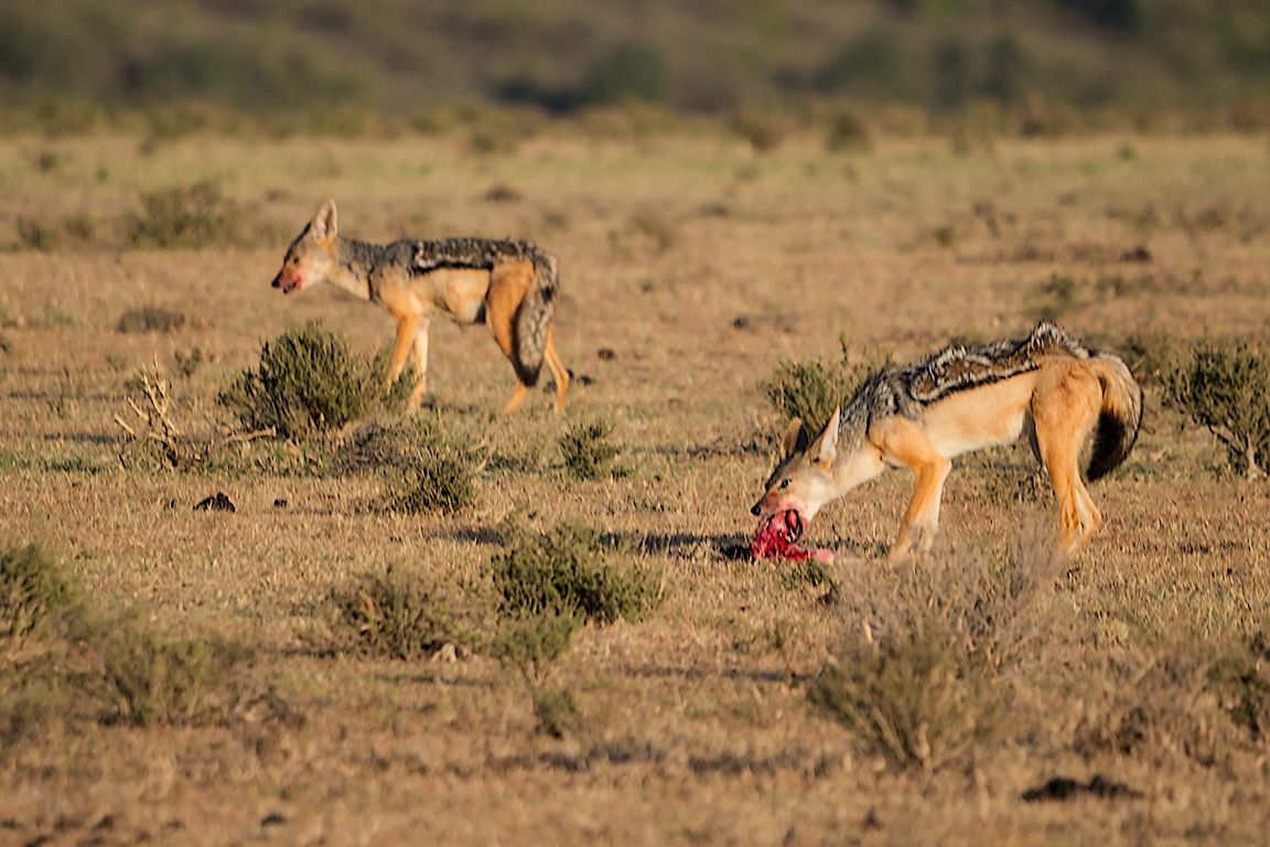 Chacales de lomo negro