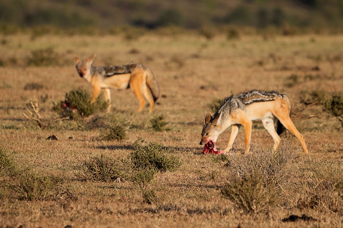 Chacales de lomo negro
