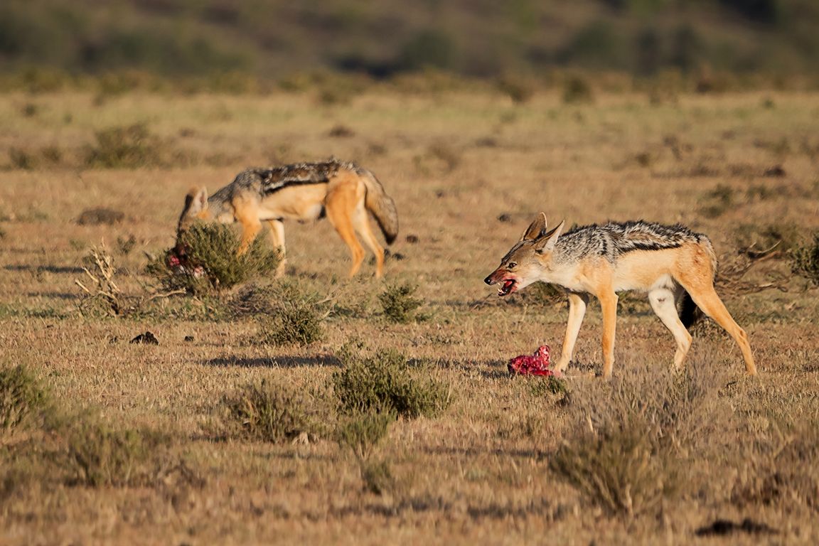 Chacales de lomo negro