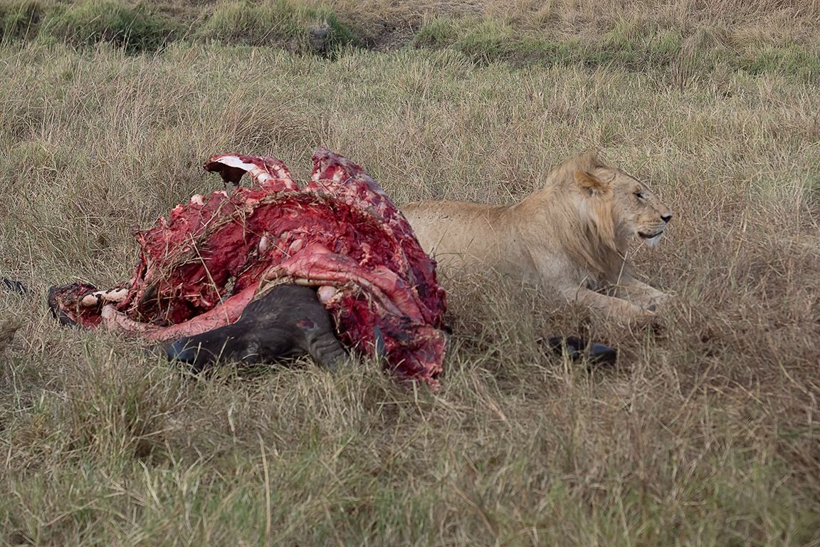 Restos de la cacería del búfalo