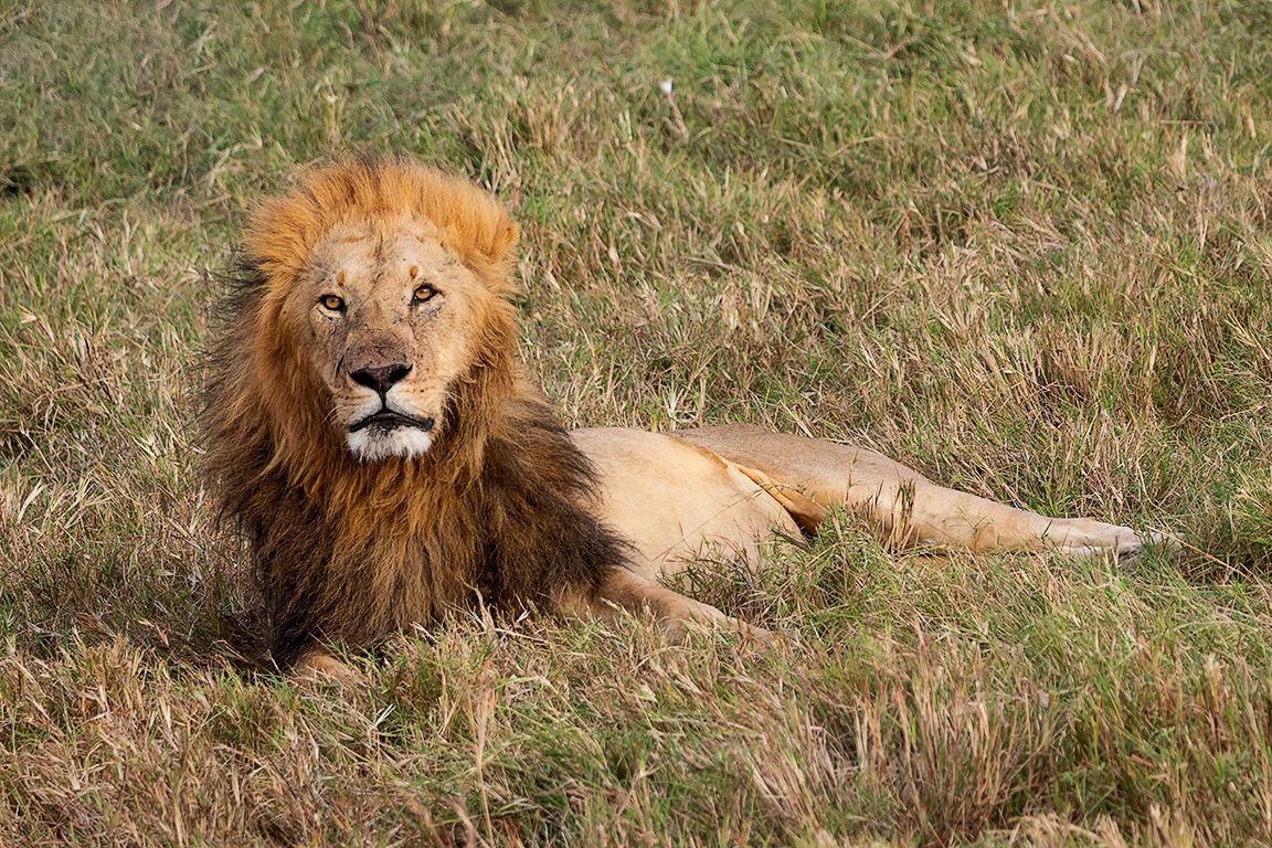 Descansando con la panza llena