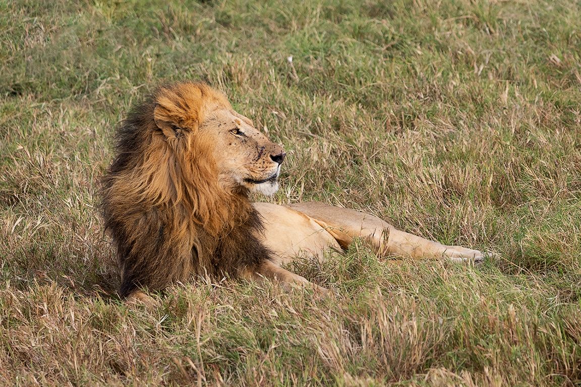 Descansando con la panza llena