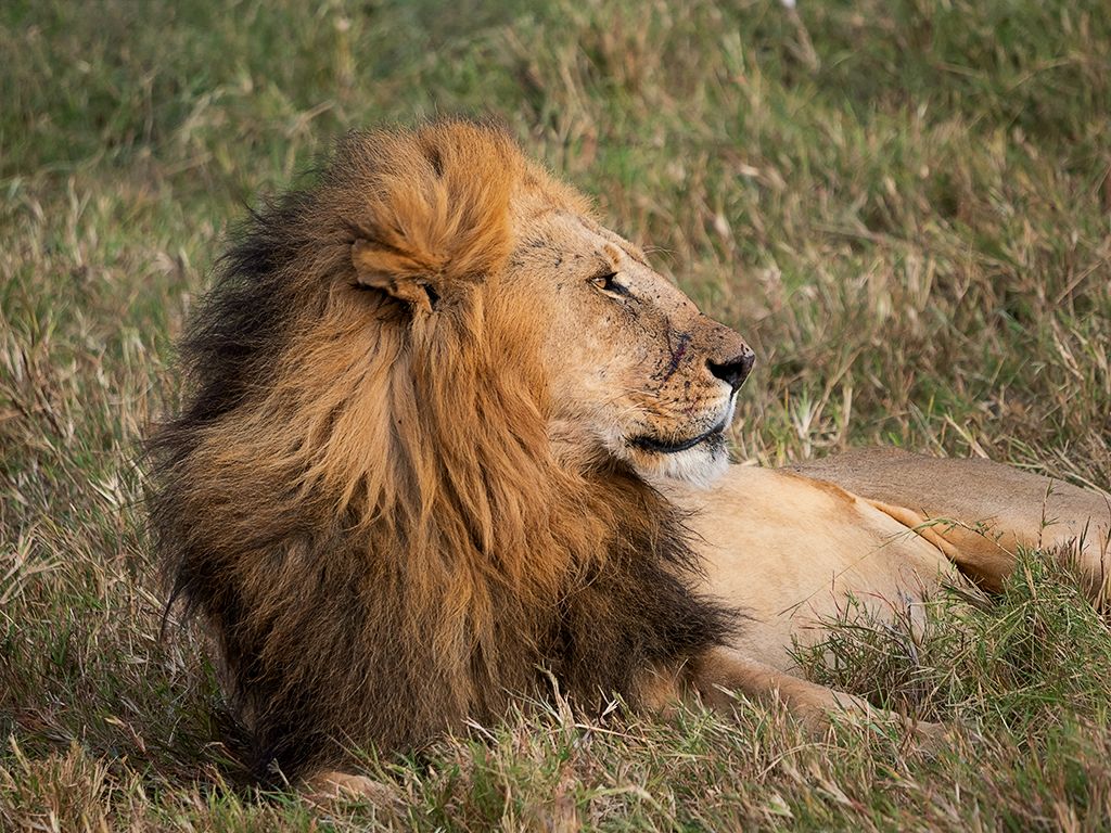 Descansando con la panza llena
