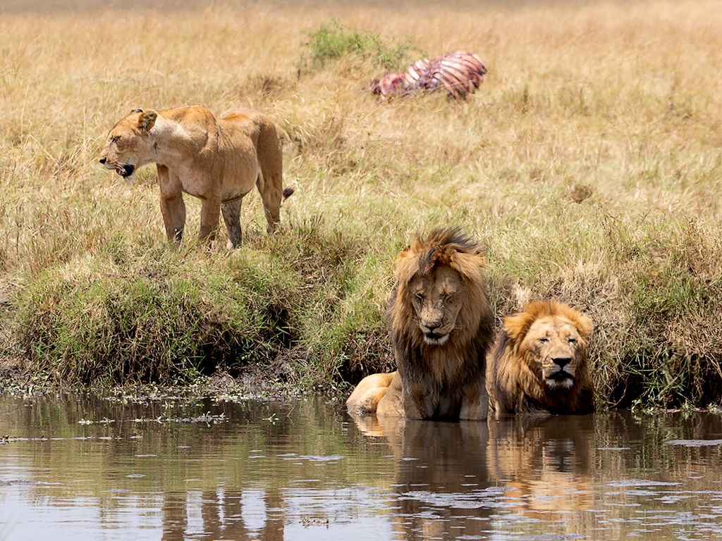 Un rato en la charca