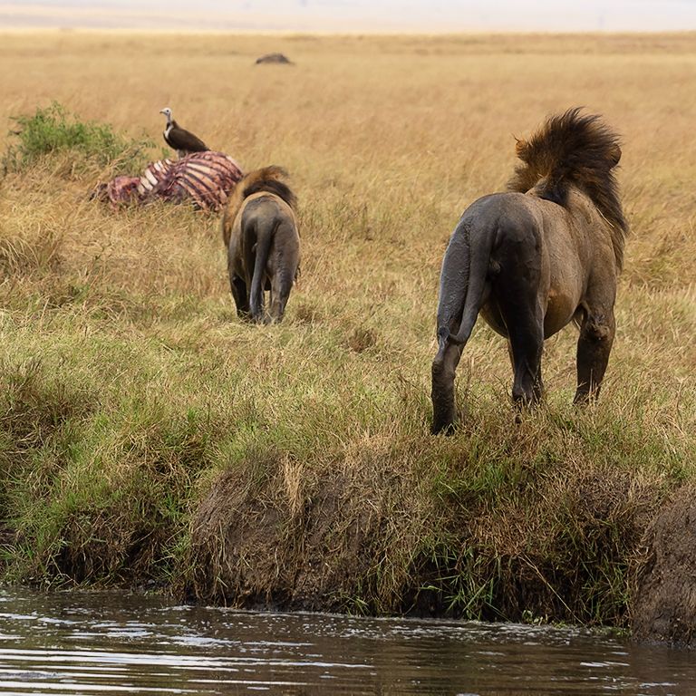 Vigilando los restos