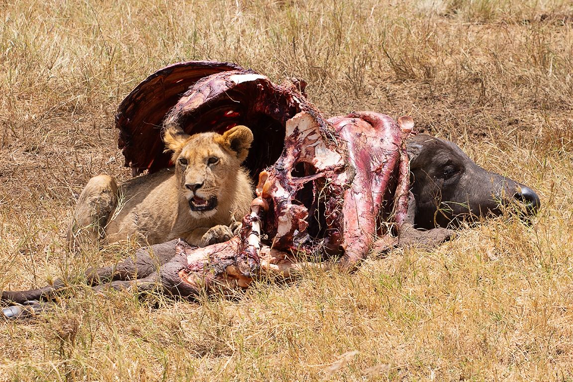 Buscando cobijo en el costillar