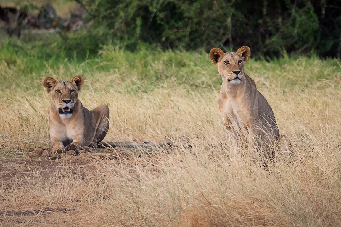 Encontramos la manada a última hora