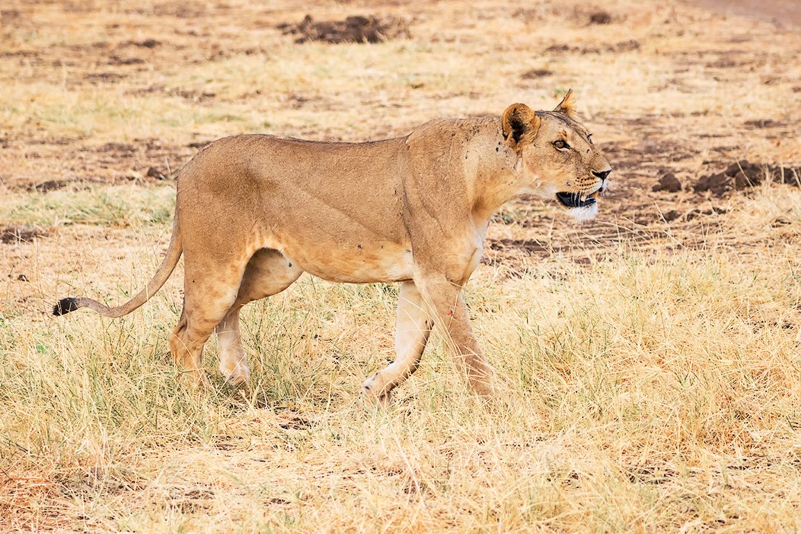 Ya comenzaba su actividad de prospección, querían cazar