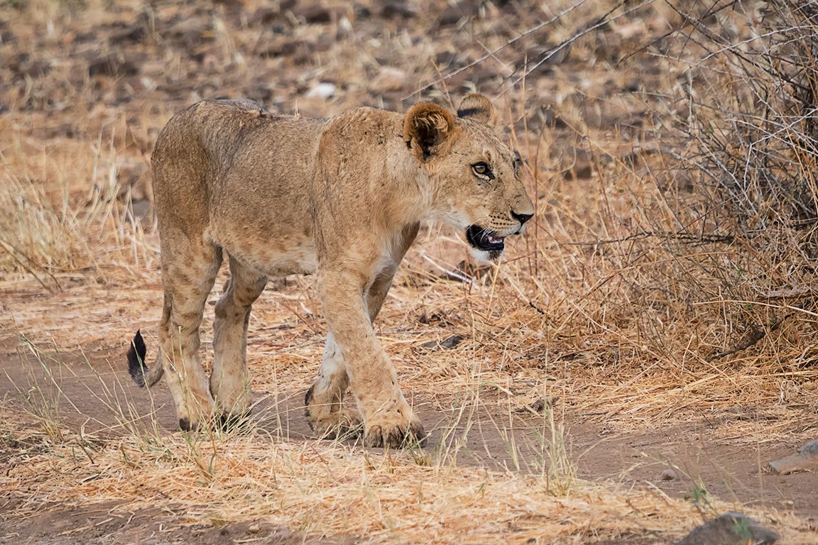 Un jovencito seguía al grupo