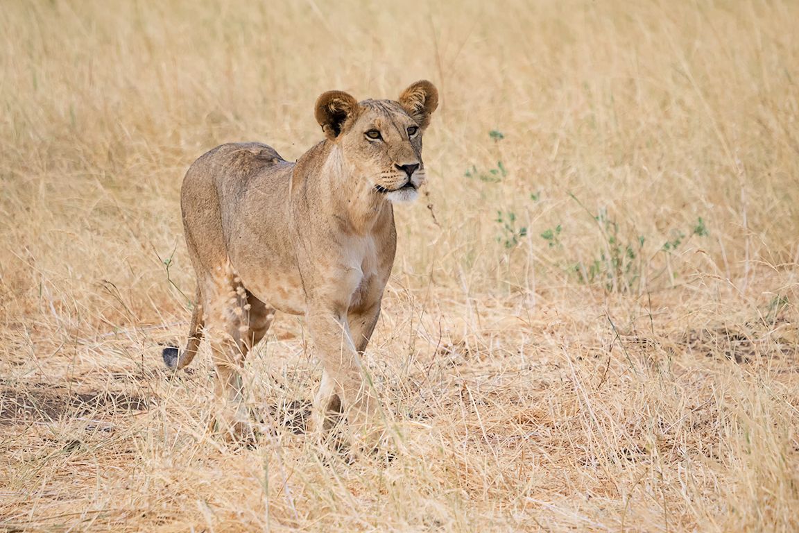 La experimentada leona conduce la partida, muy atenta