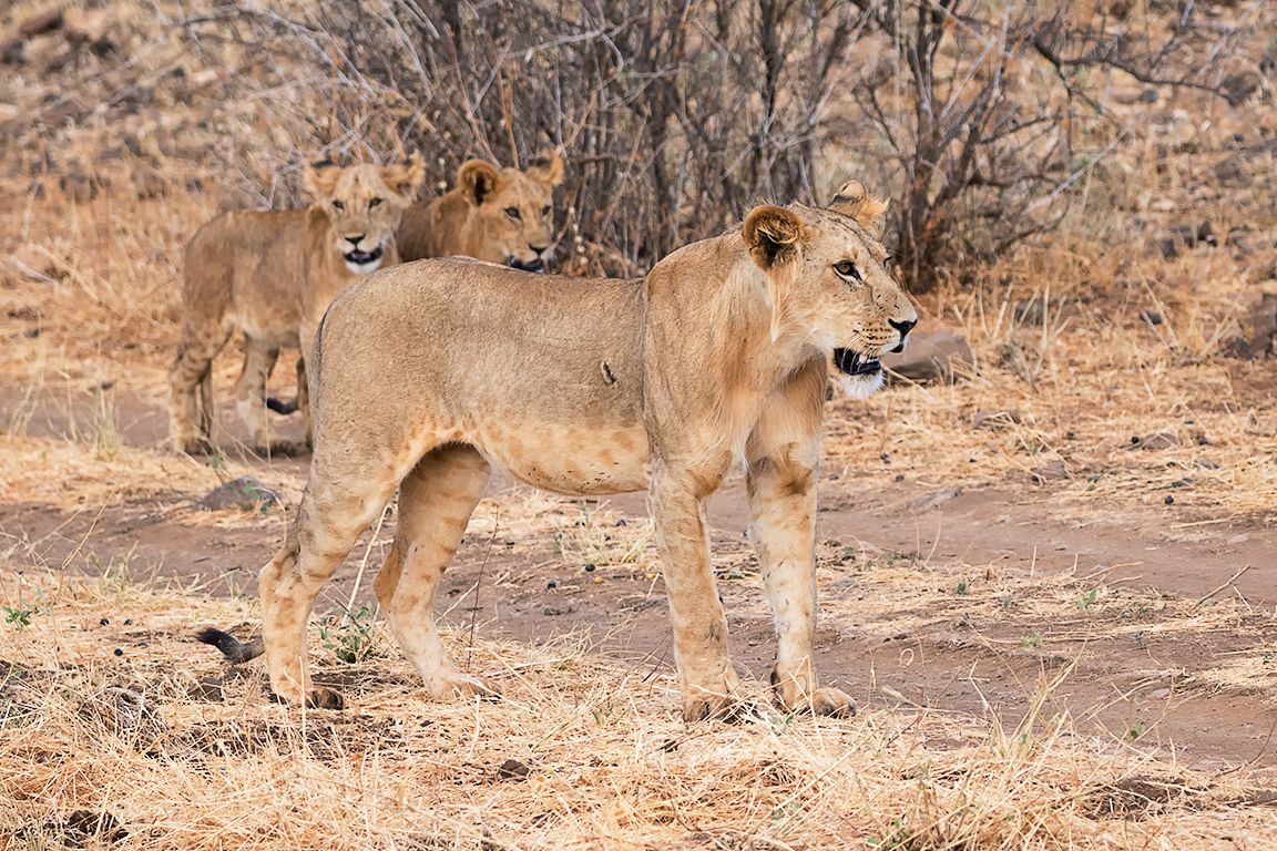 El furgón de cola, con cachorros