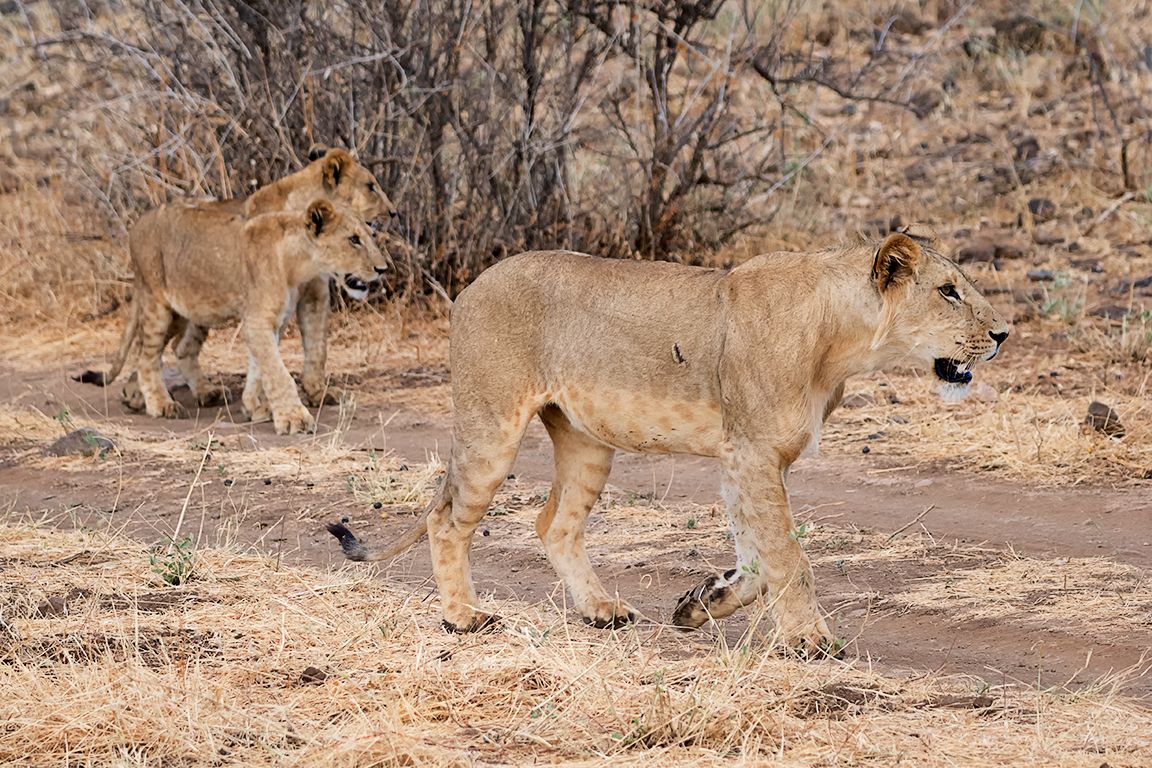 El furgón de cola, con cachorros