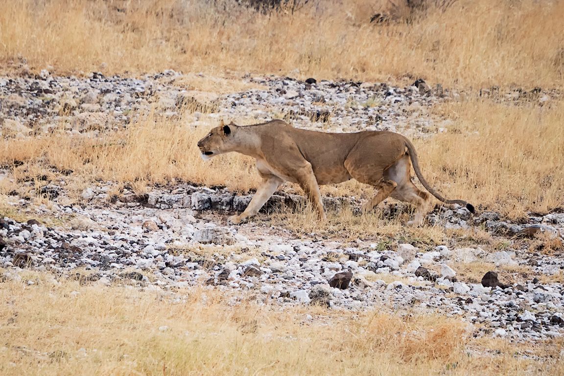 Ha visto la prresa, modo sigilo on