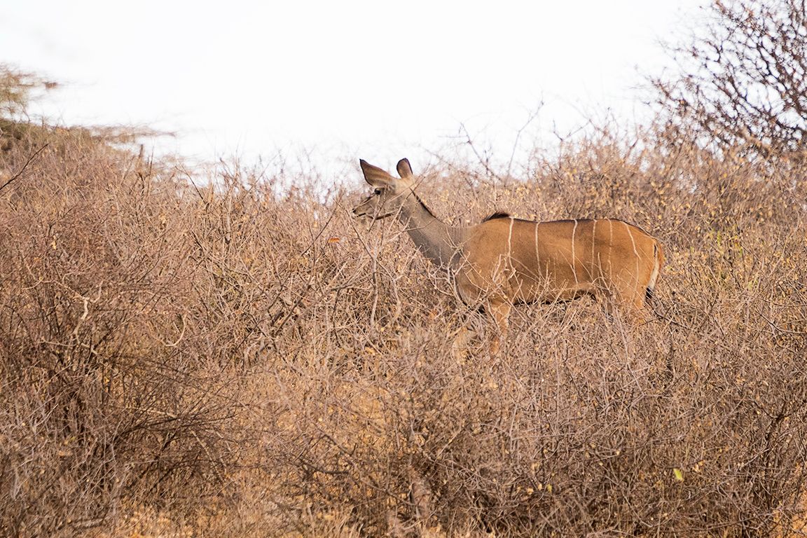 Se trata de una hembra de Kudu, aún lejana