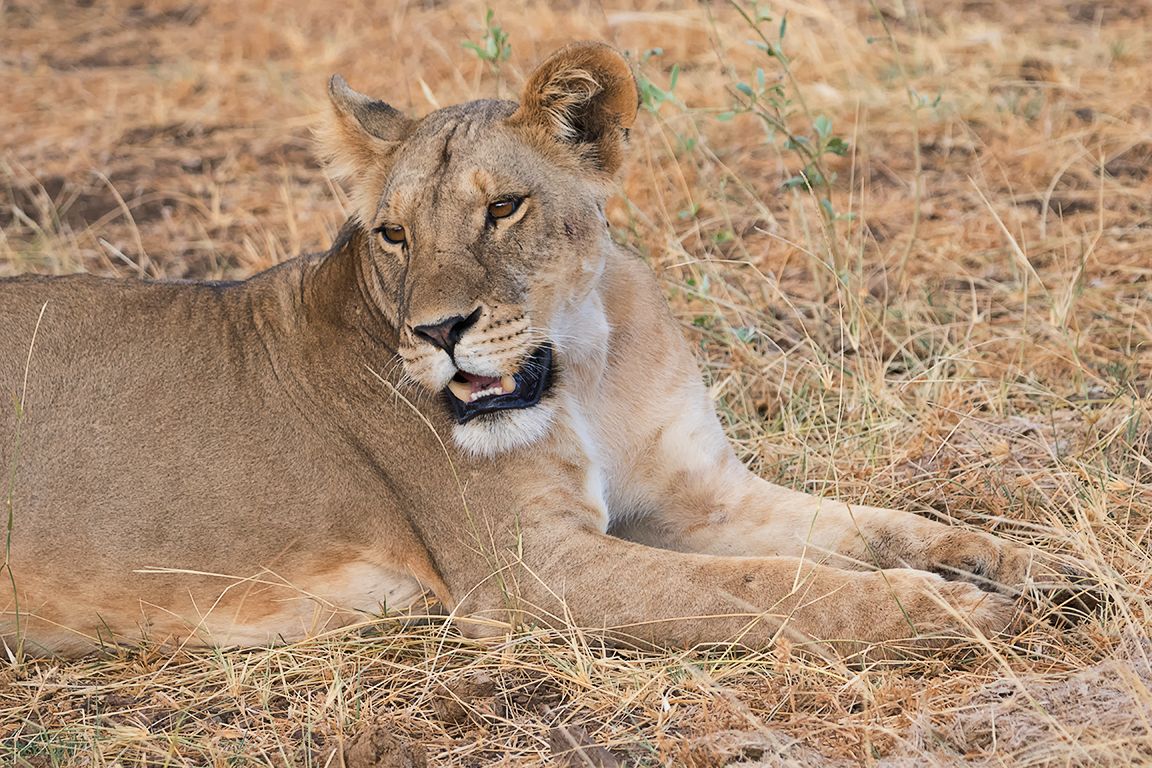 No fructificó el lance, toca esperar
