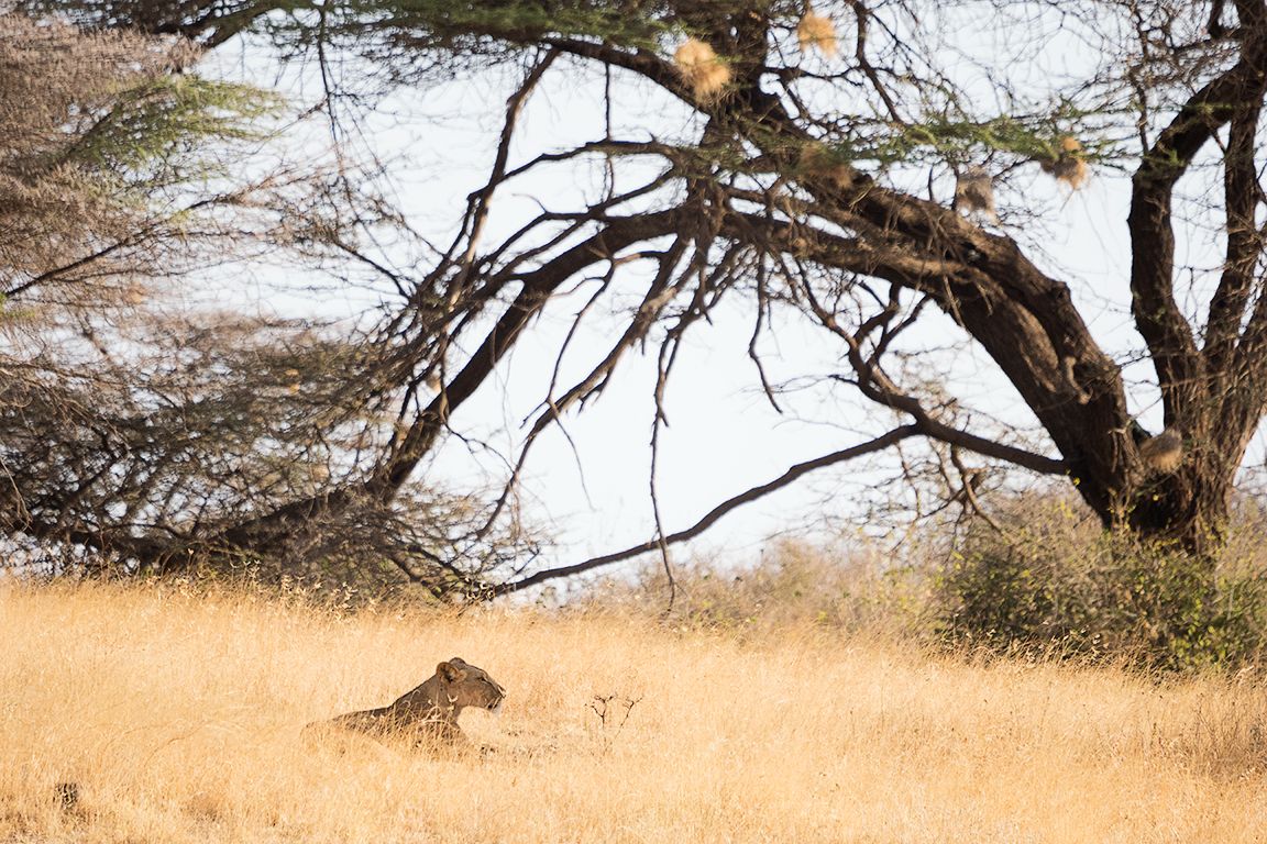 La manada desperdigada. Alguno espera tranquilo.
