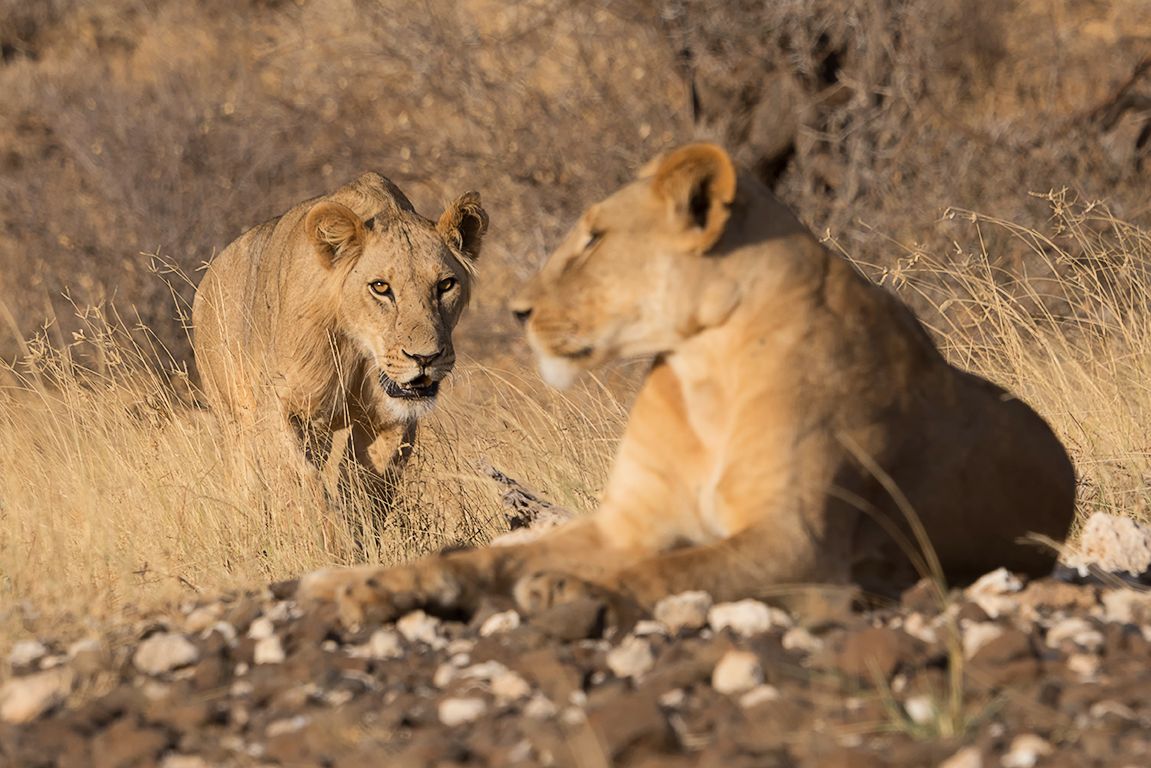 Un macho joven, con incipiente melena